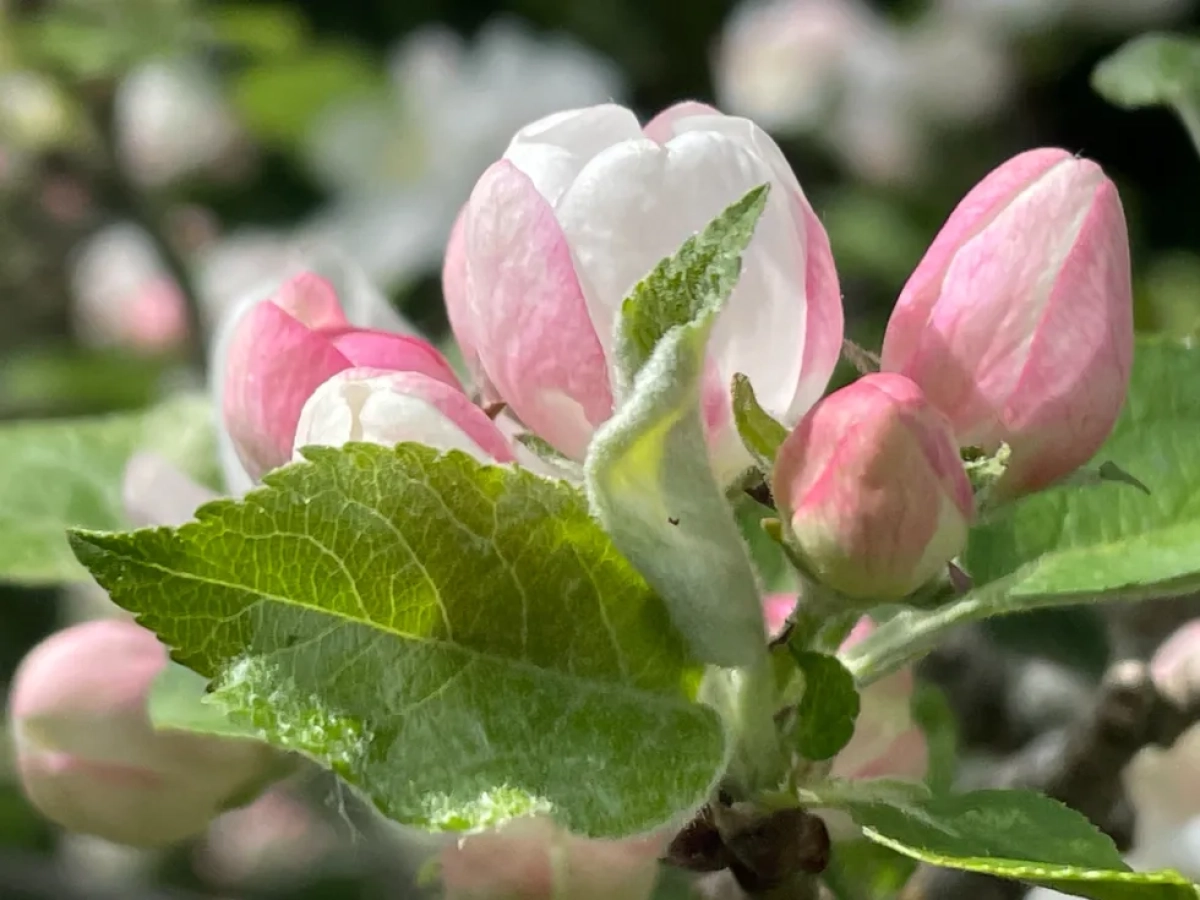 Voorjaarsbloesem: wandeling